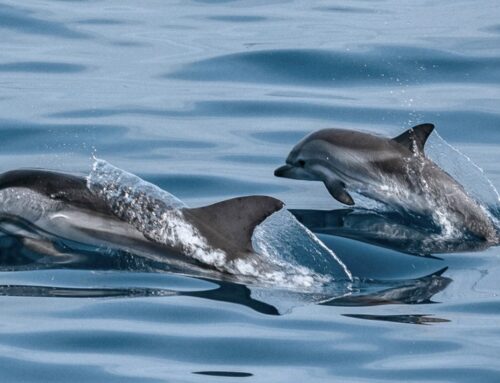 Casa Mareira, een fantastische plek