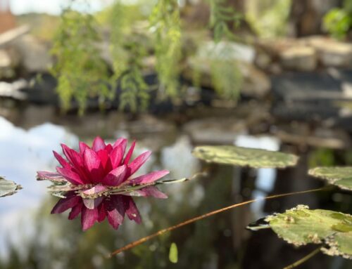 Casa Mimo is een zalige plek